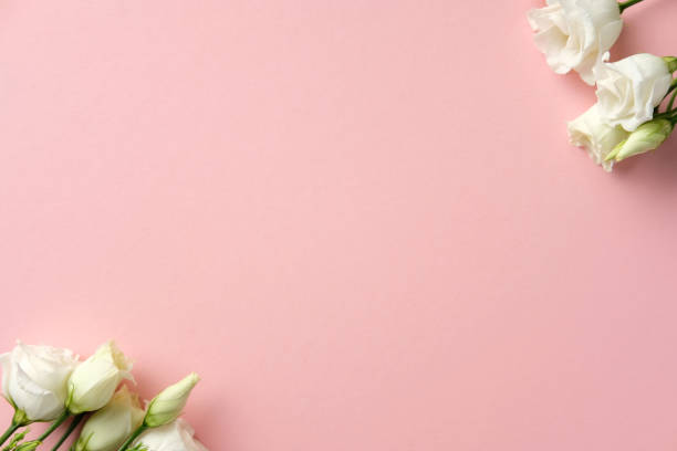 istock White lisianthus flowers on a soft pink background. Wedding, romantic greeting card design. 2206009064
