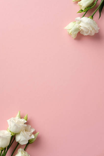 istock White lisianthus flowers set against a soft pink backdrop, ideal for romantic, wedding, or spring-themed projects 2206009079