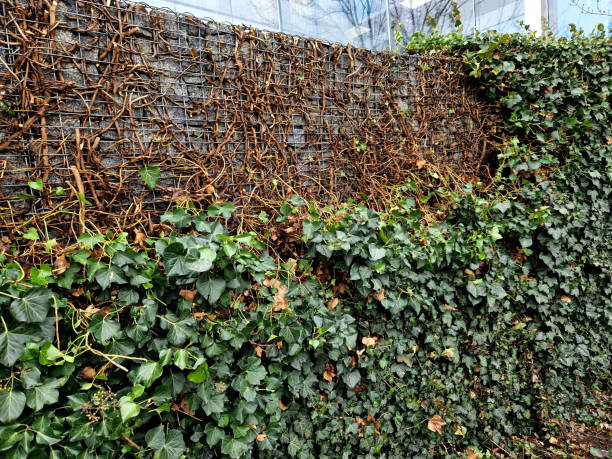 istock Pruning is important to control growth and maintain the desired shape, whether you’re growing it as a hanging plant or training it to climb. English Ivy prefers well-draining, fertile soil with 2206009572