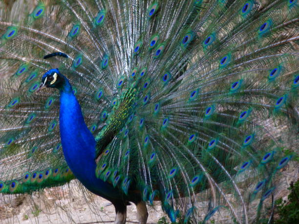 Peafowl is a common name for two bird species of the genus Pavo and one species of the closely related genus Afropavo within the tribe Pavonini of the family Phasianidae.
