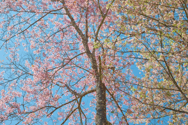 istock Wild Himalayan Cherry in Thailand 2206010434