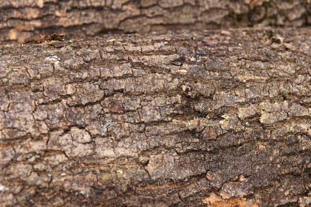 istock Close-up of rough tree bark texture with cracks and moss, background 2206014295