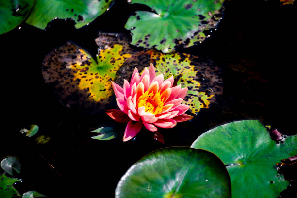istock Lotus in bloom, delicate and vibrant 2206014361