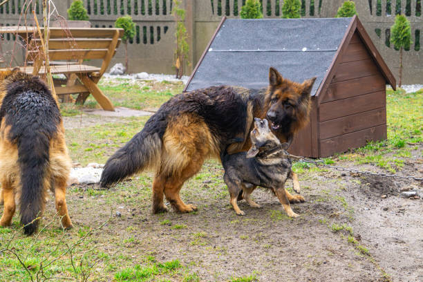 istock two dogs playing by the kennel. a German Shepherd and a mixed breed playing in the yard. 2206014503