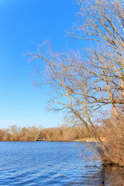 istock Serene lake with bare trees and blue sky. 2206014831