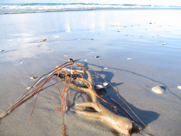 istock Seaweed Resting on the Shore 2206014955