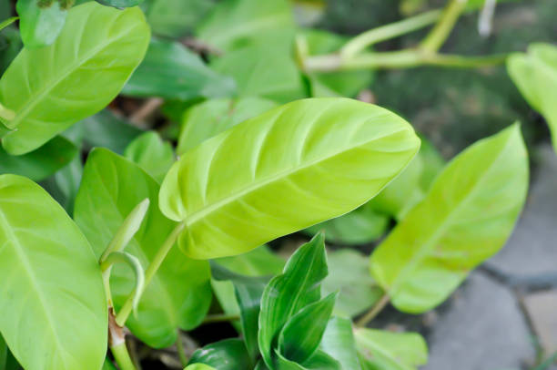 istock philodendron ,  Philodendron Gold or Philodendron Malay Gold 2206015902