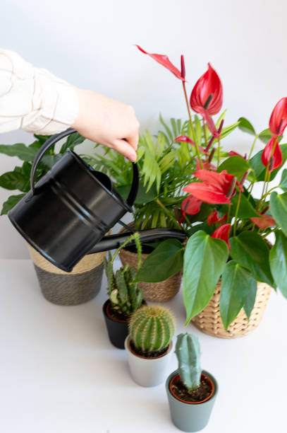 istock Various Houseplants in Minimalist Concrete Pots 2206016213