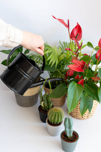 istock Various Houseplants in Minimalist Concrete Pots 2206016615