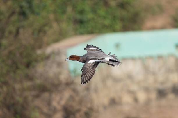 istock Eurasian wigeon in flight with blurred background. 2206017955