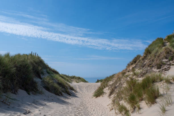 istock Path through the dunes with beach grass on the North Sea coast 2206018995