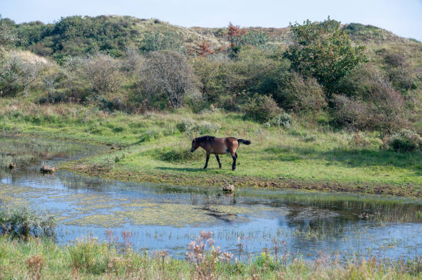 istock Wild horses at a small lake in a dune landscape 2206019331