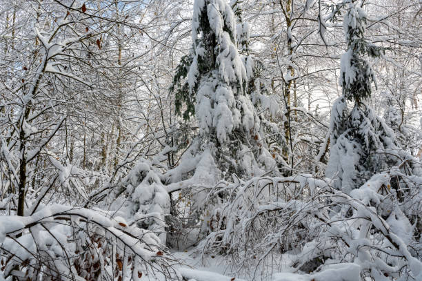 istock Branches of trees full of snow 2206019758