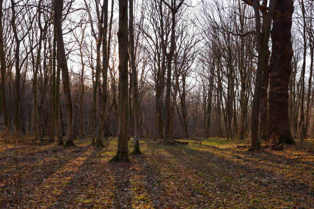 Sunlight penetrates through the trees, creating long shadows on the ground covered with fallen leaves. In the background, other trees are visible, creating a forest perspective.