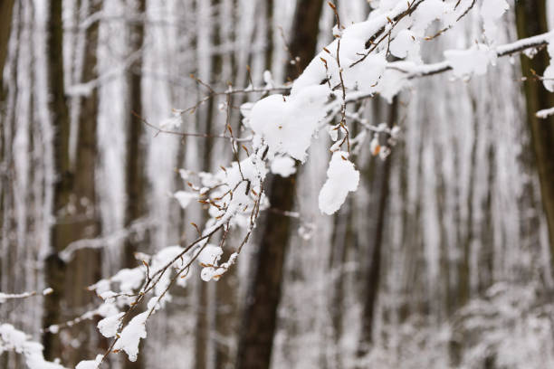 The branches are thin and delicate, and the snow lies on them in small clumps, creating a contrast between the whiteness of the snow and the dark tree trunks in the background.