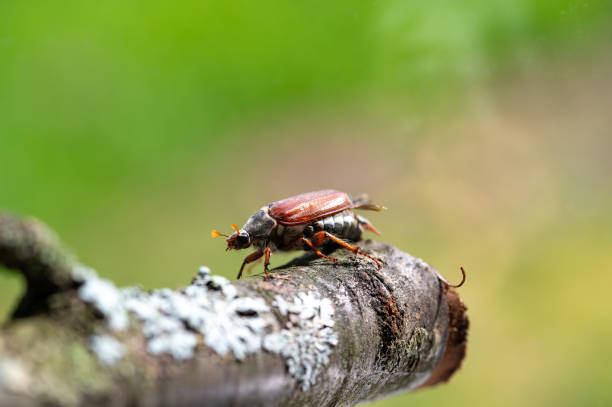 istock A cockchafer on a branch in nature 2206020204