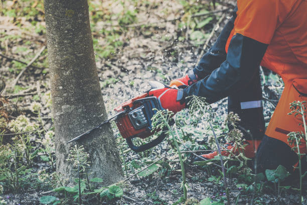 istock Man holding a chainsaw and cut trees. Lumberjack at work wears orange personal protective equipment. Gardener working outdoor in the forest. Security professionalism occupation forestry worker concept 2206022539