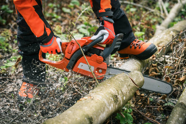 istock Man holding a chainsaw and cut trees. Lumberjack at work wears orange personal protective equipment. Gardener working outdoor in the forest. Security professionalism occupation forestry worker concept 2206022640