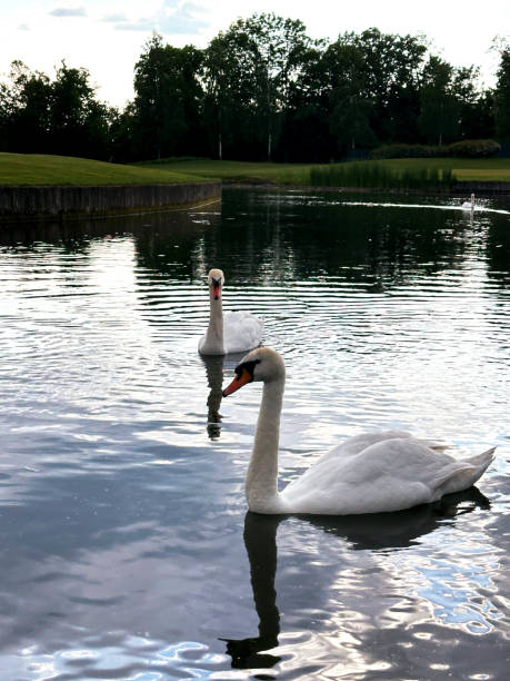 istock wild white swans in a pond 2206025029