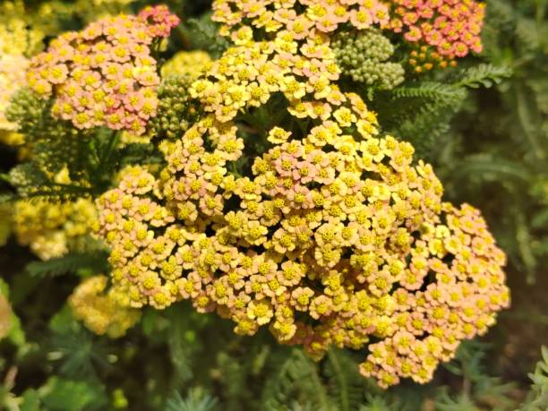 Bright Yellow Yarrow Wildflower in a Sun-Drenched Golden Meadow