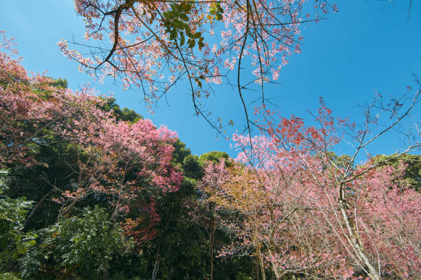 istock Wild Himalayan Cherry in Thailand 2206026289