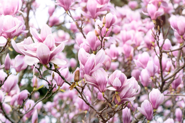 istock Magnolia tree blossom in spring, beautiful nature scene with blooming flowers 2206027006
