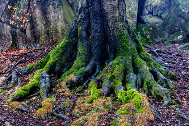 The complex and powerful root system of a mature tree revealed, firmly anchored in the earth. This image speaks to nature's foundation, hidden strength, resilience, and the vital connection between life and soil. Represents stability, growth cycles, and the intricate beauty of the forest floor ecosystem.