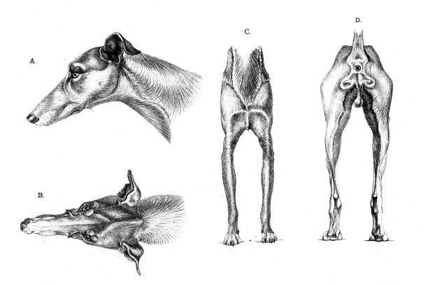 Greyhound hair - Art Anatomy of Animals (1896)