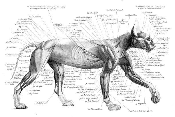 istock Cat - Art Anatomy of Animals (1896) 2206029891