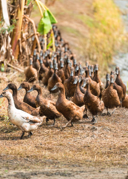 istock Flock of brown duck walking into rice field for feeding 2206030622