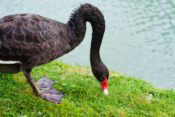istock Elegant black swan grazing on grass by calm lake 2206030637