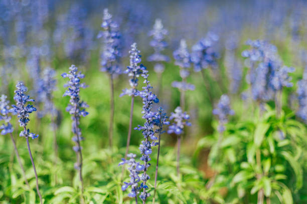 Close up Blue Salvia in the garden, selective focus