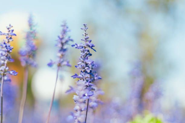 istock Close up Blue Salvia in the garden 2206031440