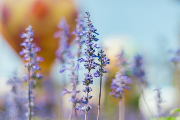 Close up Blue Salvia in the garden, selective focus