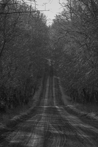 A dirt road with trees on the sides
