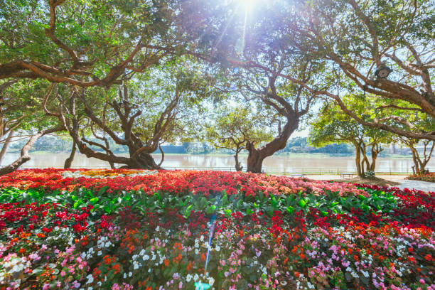 the flower and garden decoration in Chiang Rai ,Thailand