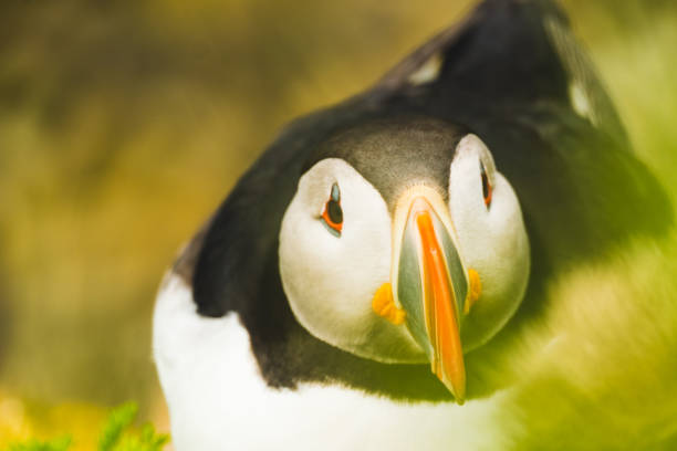 Atlantic puffin partially hidden in green grass at Latrabjarg, West Iceland.