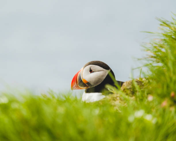 istock Atlantic puffin perched on a grassy cliff in Latrabjarg, West Iceland. 2206032517