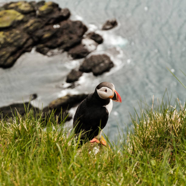istock Atlantic puffin perched on a rocky cliff at Latrabjarg, West Iceland. 2206032524