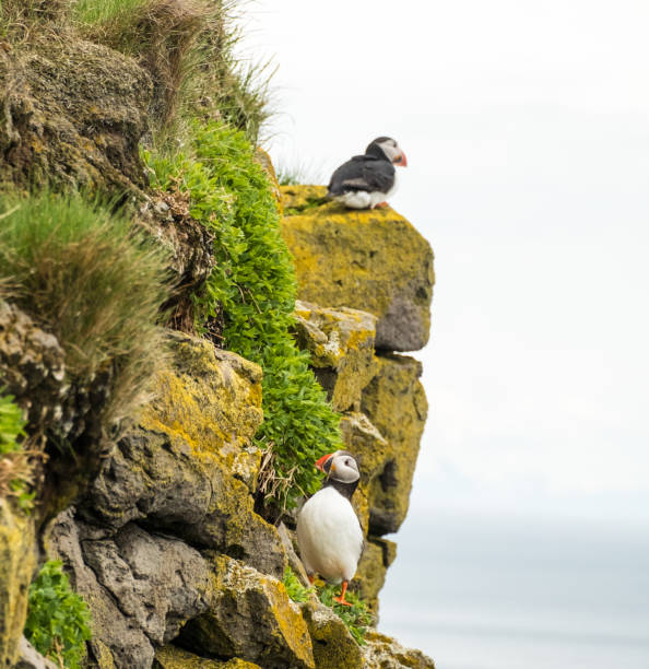istock Atlantic puffin perched on a rocky cliff at Latrabjarg, West Iceland. 2206032536