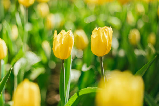 istock Yellow tulips in an agricultural field 2206032793