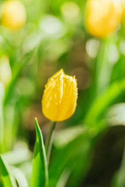 Yellow tulips in an agricultural field in sunlight