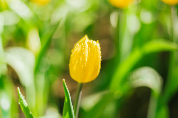 Yellow tulips in an agricultural field in sunlight