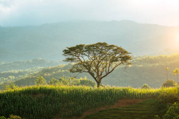 A scenic landscape featuring a solitary tree on a lush hillside, with a verdant mountain range in the distance and warm sunlight bathing the scene, taken in Siquijor, Philippines.