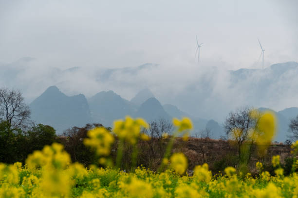 This captivating image showcases the stunning beauty of Guilin, China, with its vibrant yellow rapeseed fields in the foreground and misty, karst mountains in the background. The serene atmosphere is enhanced by the soft clouds and a wind turbine in the distance, symbolizing the harmony between nature and modern technology. This picturesque scene is a perfect representation of Guilin's unique landscape and tranquil charm.