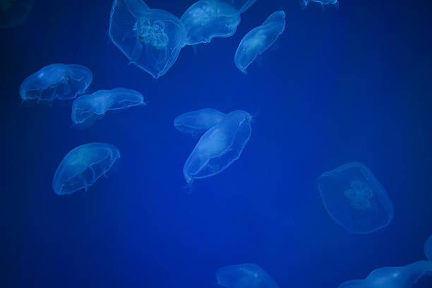 istock A dark blue ocean background with many white jellyfish. 2206036385