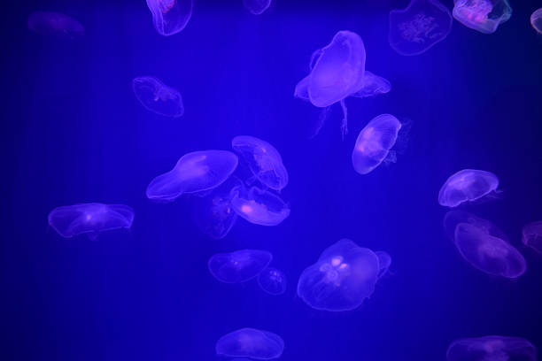 A dark blue ocean background with many pink jellyfish.