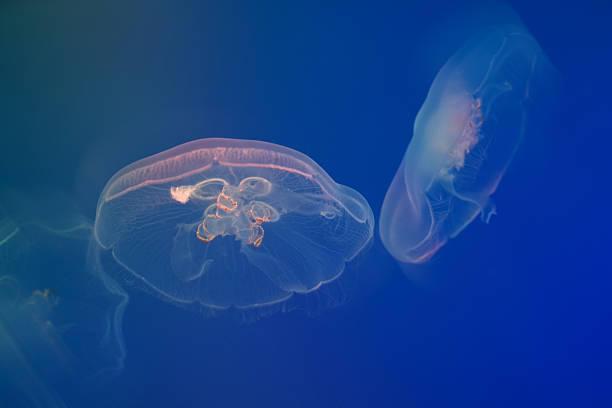 istock Transparent white jellyfish on a blue background. 2206036489