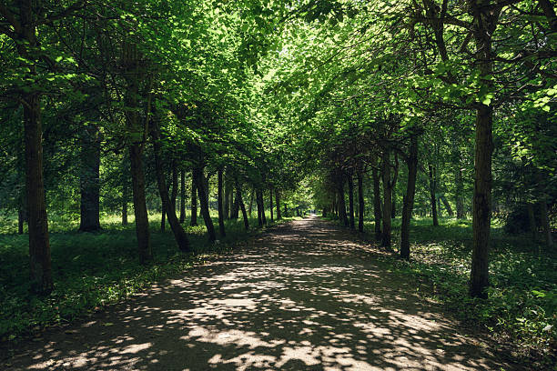 Shady alley in the park in summer.