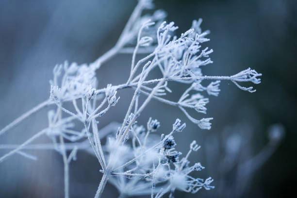 istock Frost on the leaves in the autumn 2206036973